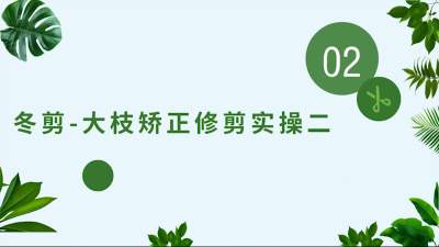 冬剪-大枝矫正修剪实操二