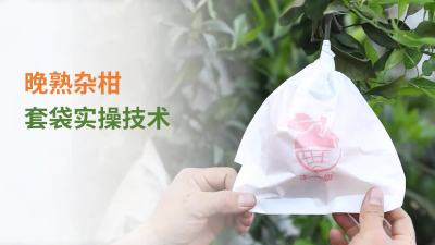 果园套袋实操教学