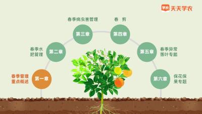 春季管理做到位 ，不管柑橘大小年！