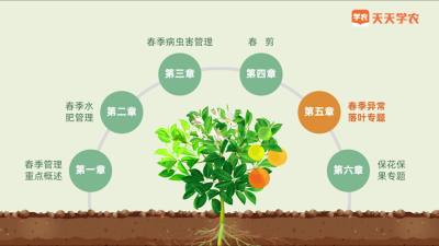 柑橘异常落叶的危害及防治措施
