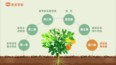 15大保花保果措施，一学就会（上）