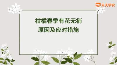 柑橘春季有花无梢原因分析