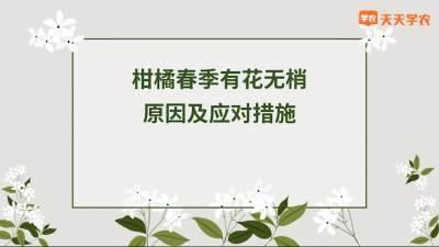 柑橘春季有花无梢影响及应对措施