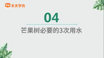 芒果树必要的3次肥水