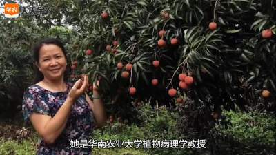 邓晓玲：与黄龙病抗战30年的女斗士