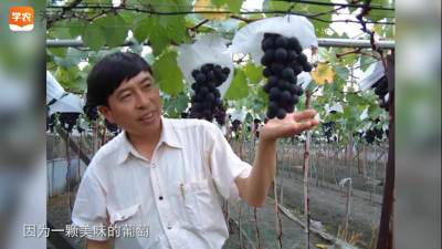 一年两收，广西葡萄产值增至30亿