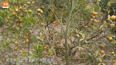无病良种用的好，橘树能活几十年
