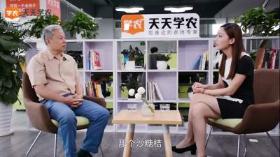 砂糖橘价格下滑的背后真相