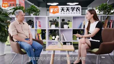 茂谷柑为何不是最热门？