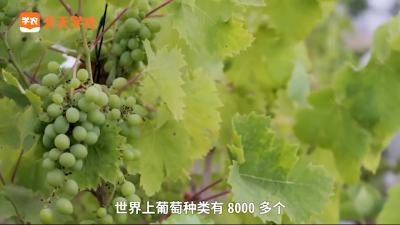 葡萄真正的好品种是什么样的