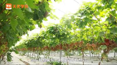 中国葡萄发展走什么路