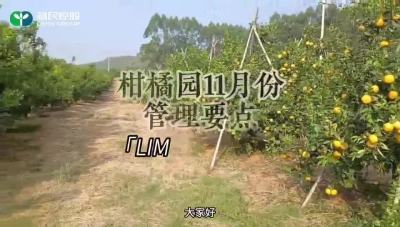 #利民控股#走进田间 柑橘园11月份管理要点
