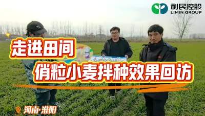 俏粒小麦拌种剂效果回访#利民控股#走进田间