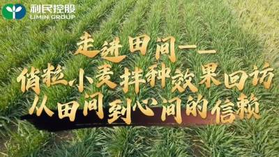 俏粒小麦拌种效果回访 从田间到心间的信赖#走进田间#利民控股