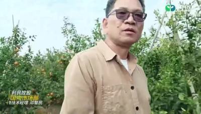 乳油的使用是否会给果面造成药斑#利民控股#走进田间
