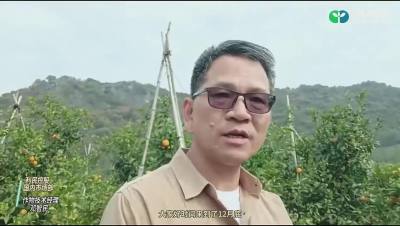 沃柑园1月份管理要点#利民控股#走进田间