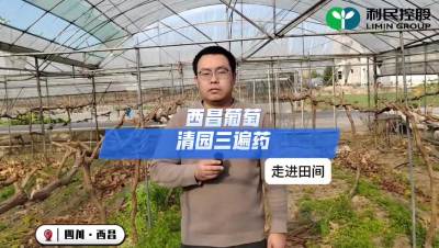 西昌葡萄清园三遍药#利民控股#走进田间