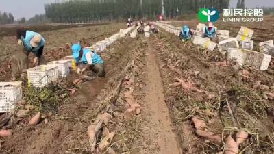 走进雄安红薯基地&mdash;&mdash;&ldquo;地下害虫，牛悠来防👊&rdquo;