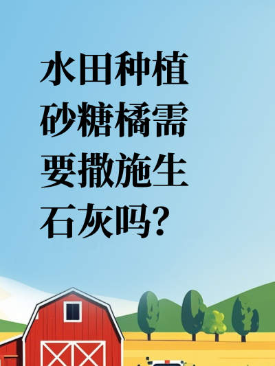 水田种植砂糖橘需要撒施生石灰吗？