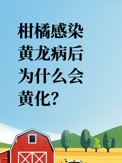 柑橘感染黄龙病后为什么会黄化？
