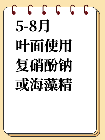 5-8月叶面使用复硝酚钠或海藻精会造成沃柑粗皮