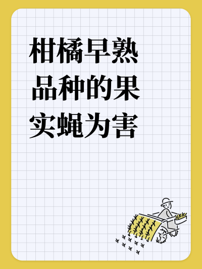 柑橘早熟品种的果实蝇为害