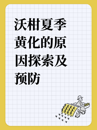 沃柑夏季黄化的原因探索及预防