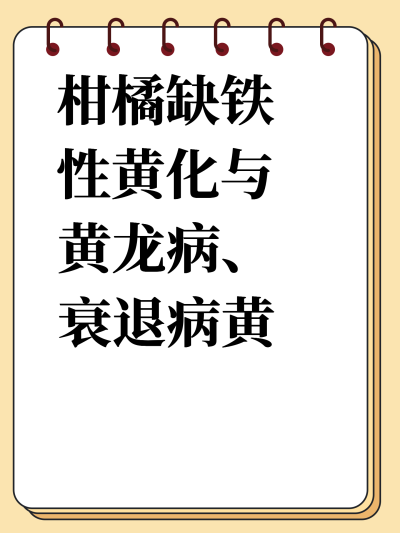 柑橘缺铁性黄化与黄龙病、衰退病黄化的区别