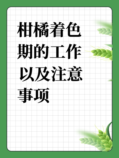 柑橘着色期的工作以及注意事项