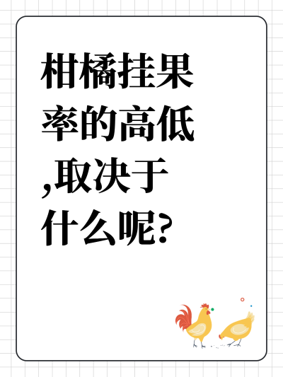 柑橘挂果率的高低,取决于什么呢?