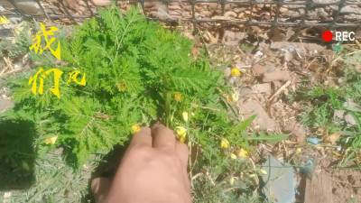 欢迎收看小鸡的一天