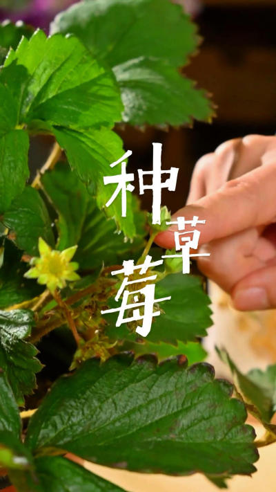 在家种几盆草莓，体验一下种植的乐趣吧