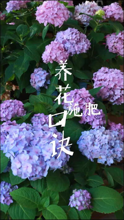 养花人都应该知道的施肥口诀