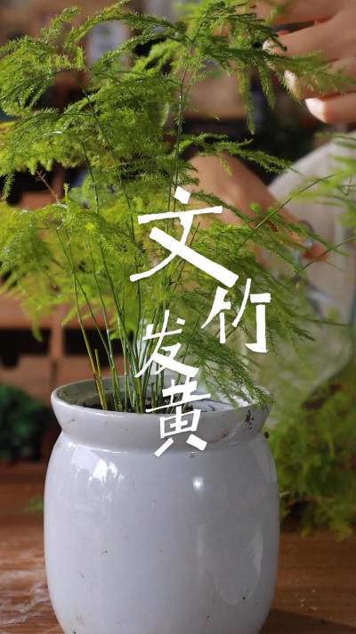 文竹怎么养才能不黄叶？