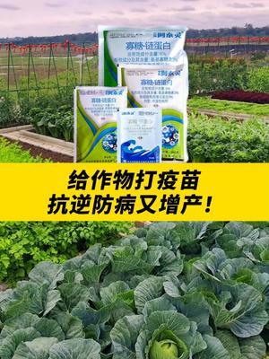 给作物打疫苗，抗逆防病又增产！ #农业 #农业种植 #农业技术 #农业技术推广