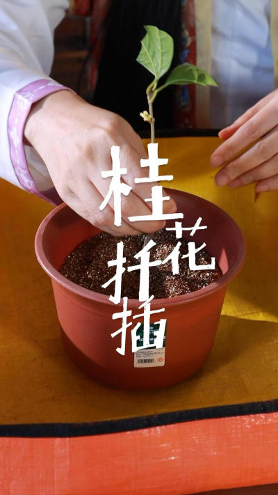 桂花这样扦插成活率高，生根快！