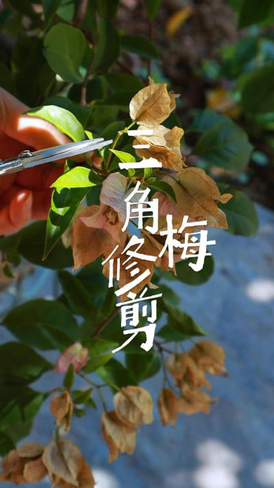 三角梅开花后怎么修剪快速复花