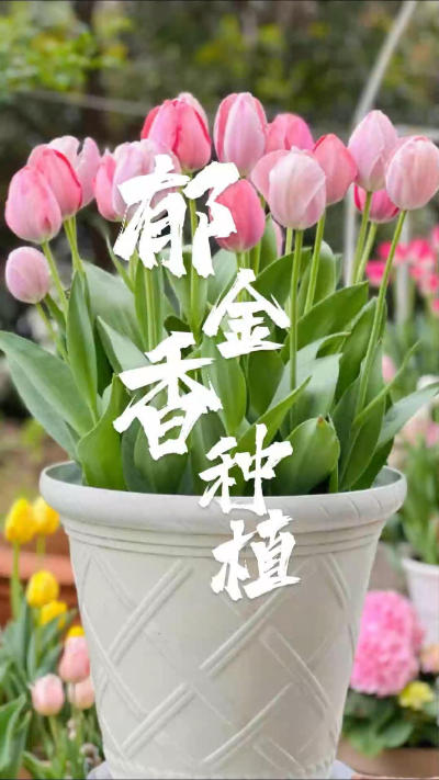 种植郁金香超详细步骤，一看就会‼️
