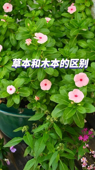 草本和木本植物怎么区分？一个视频告诉你认识后对我们养护非常有帮助
#花卉绿植[话题]##园艺知识分享[话题]##养花小知识[话题]##草本木本[话题]#
#园艺[话题]# #草本植物[话题]# #木本