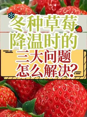 冬种草莓降温时出现三大问题 怎么解决？ #抖音知识年终大赏 #草莓 #降温 #新农人计划2024 #三农