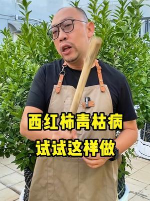 让人闻风丧胆的西红柿青枯病，该怎么防？ #农业种植  #西红柿  #青枯病  #种植小妙招  #正能量