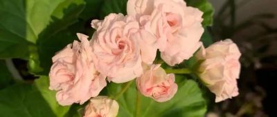 天竺葵的养护秘籍：让你的花园四季如春！