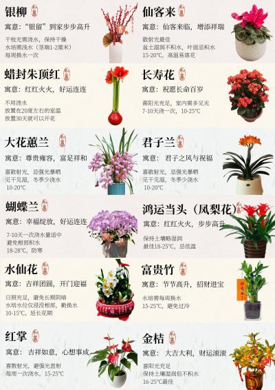 巨美！这几款&ldquo;富贵命&rdquo;的年宵花，靠它了！
