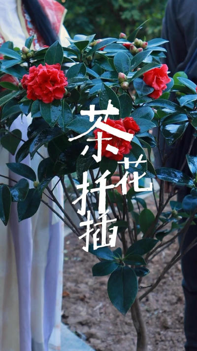 喜欢茶花不用花钱买，剪根枝条插一盆！