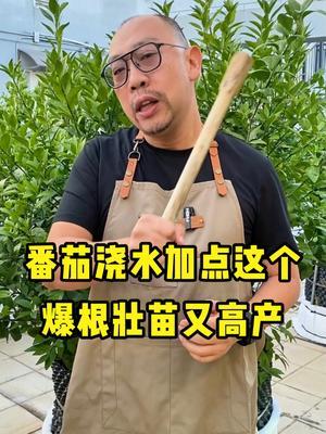 番茄浇水的时候加点这个，根系又多又壮， 叶片浓绿结果又大又红又甜#肥料  #艾乐根  #农业种植  #种植小技巧 #新农人计划