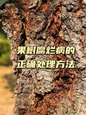 果树腐烂病的正确处理方法#果园管理#西梅种植#农田行者技术服务联盟#农田行者#腐烂病