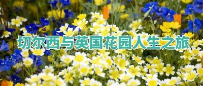 英国研学招生 |《2025切尔西花展+英国花园全景游学》团期5.14-5.25报名了！
