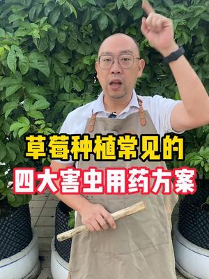 草莓常见的四大虫害用药方案 #草莓种植  #农业种植  #学农大实话  #科普  #三农