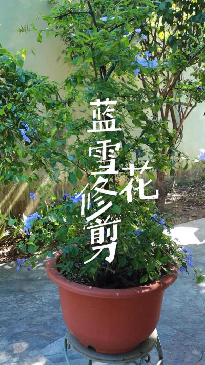 今天的任务是帮粉丝修剪她种的蓝雪花