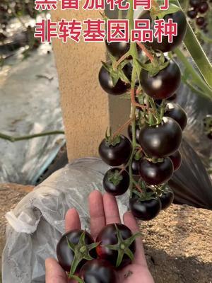 黑番茄花青子，非转基因品种，产量高，硬度好，耐裂！#番茄 #抖音助农 #三农 #新农人计划2024 #黑番茄